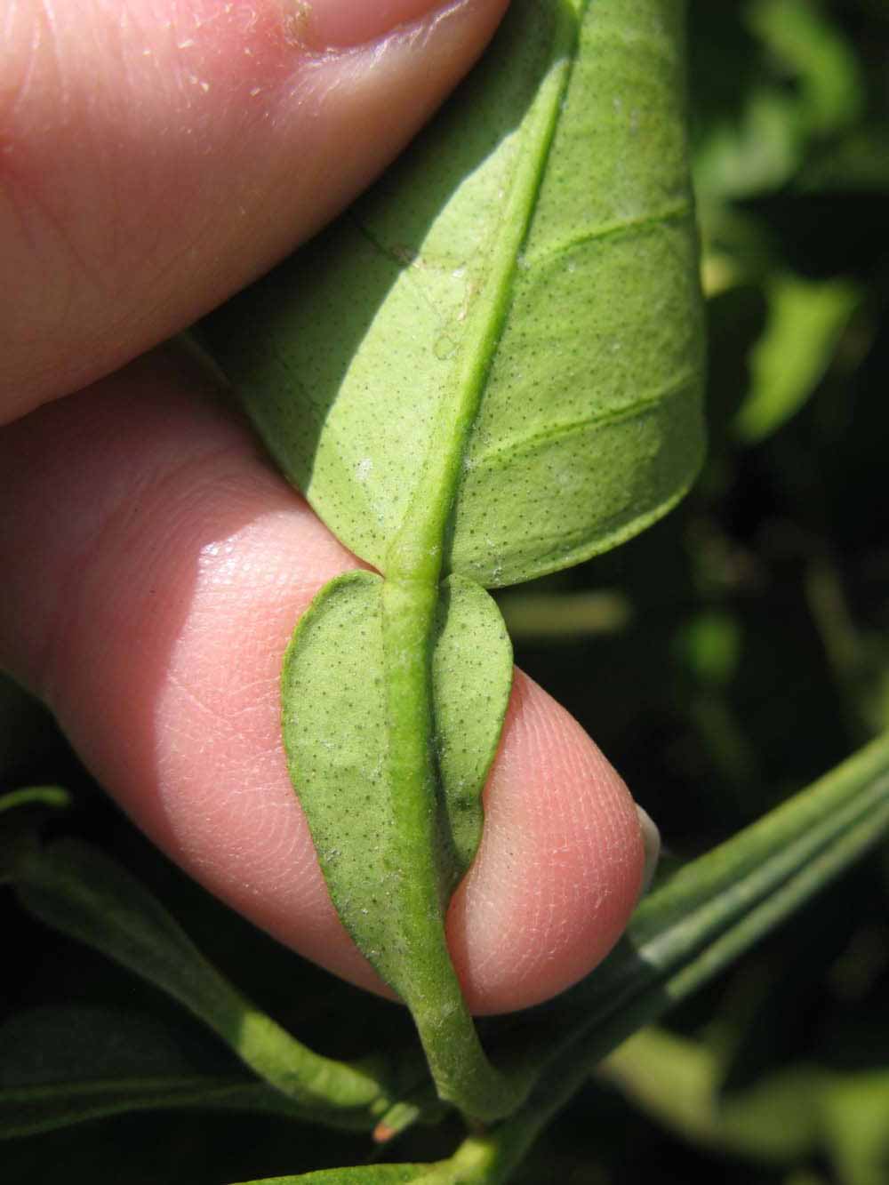            Petiole (Itaborai, Winter Haven, FL)   